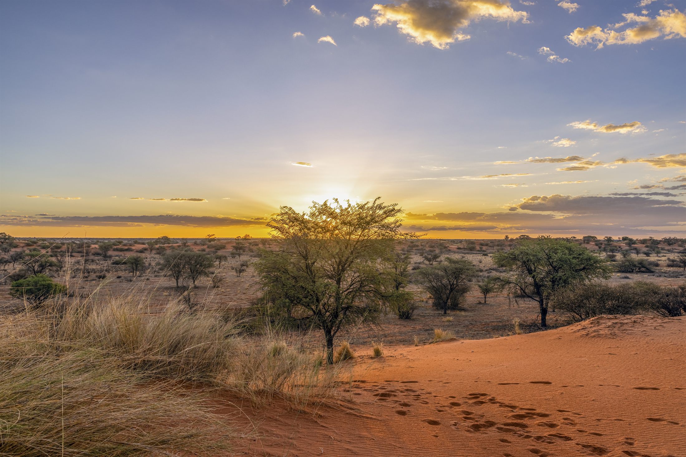 Panoramic Namibian Kalahari at sunset